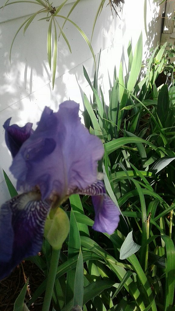 Iris Blooming
