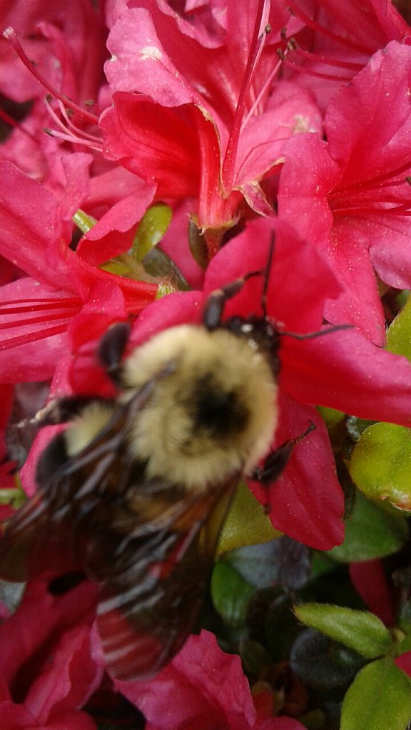 Busy As A Bee 