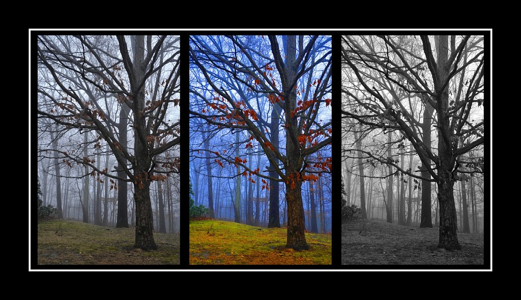 Trees In Fog x3