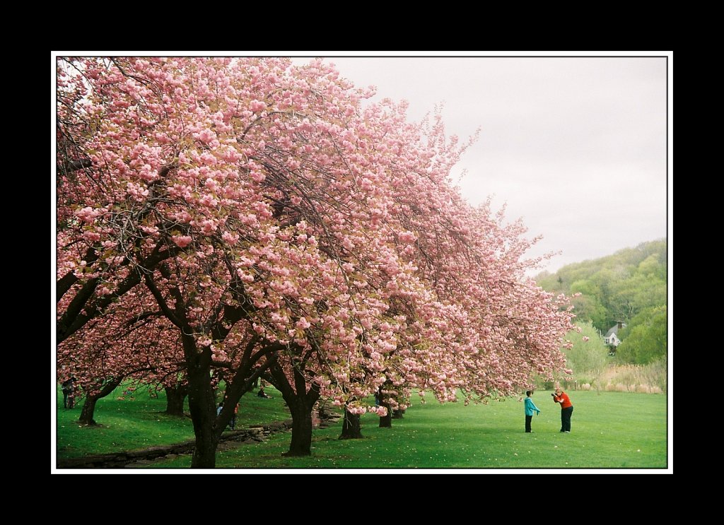 Blossoms at Hurd Park