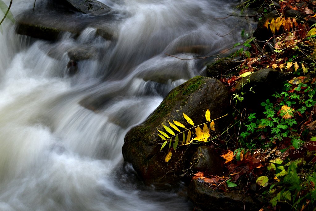 Fall Flowing Brook