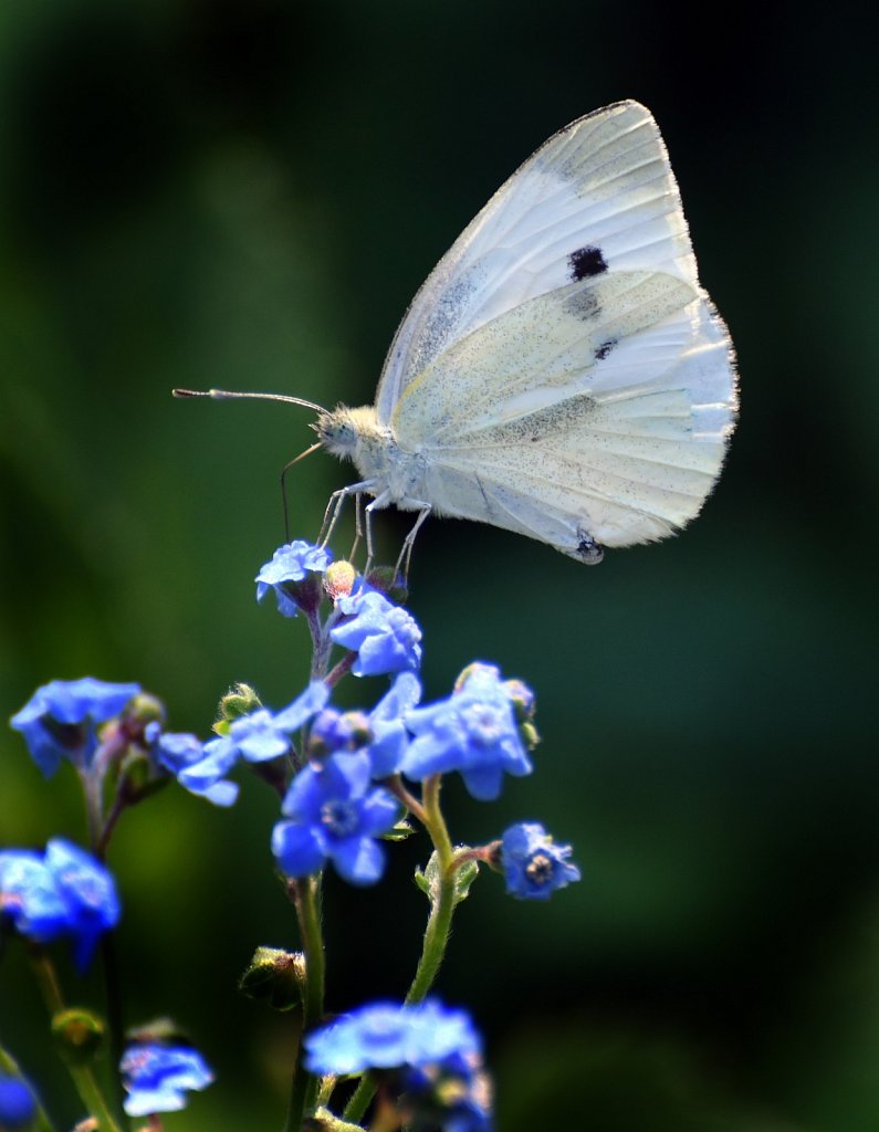 Butterflies And Moths of New Jersey