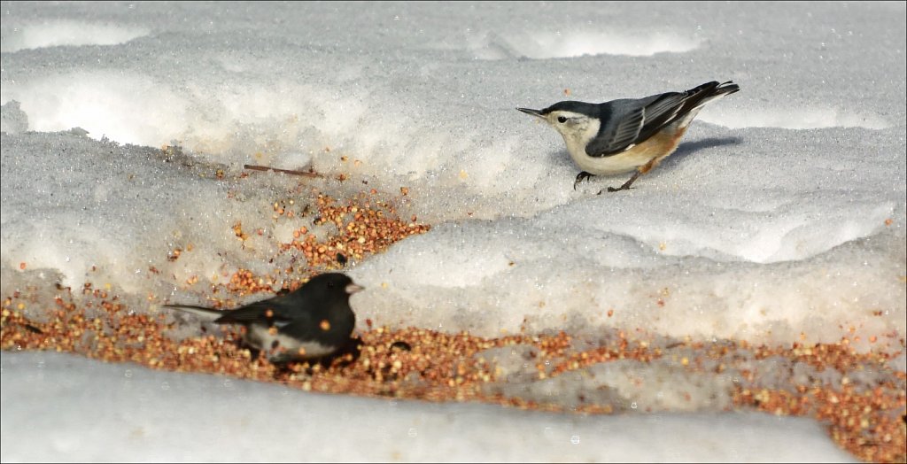 Junco and Nuthatch