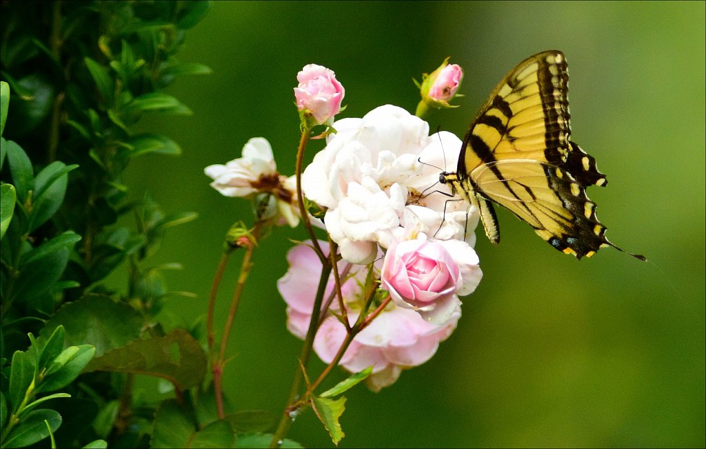 Eastern tiger swallowtail 