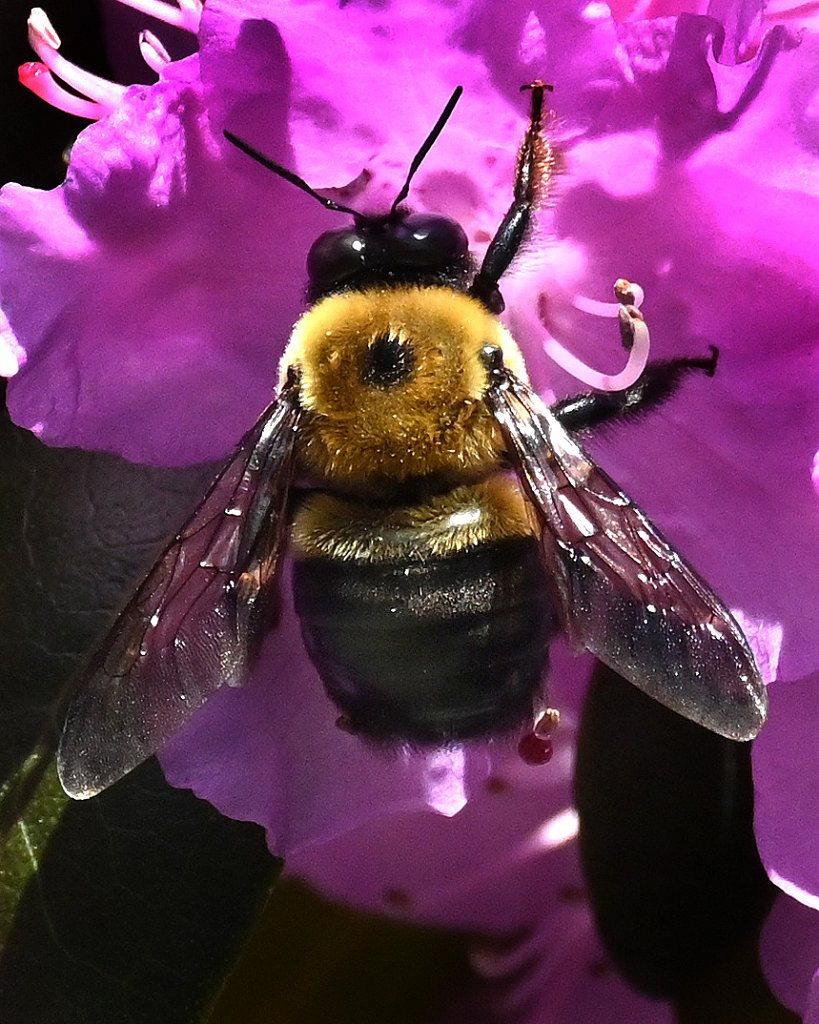 Bee-7791-copy.jpg