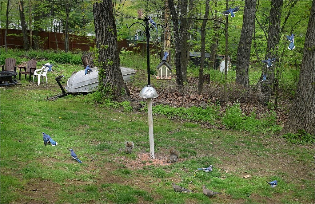 A Band of Blue jays