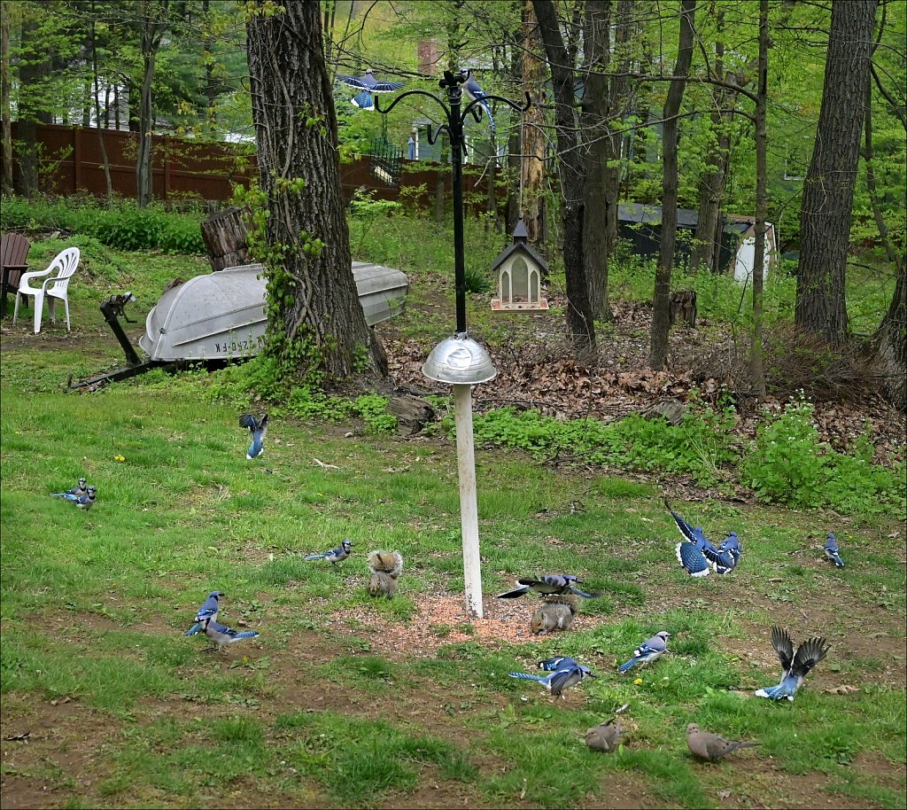 A Band of Blue jays