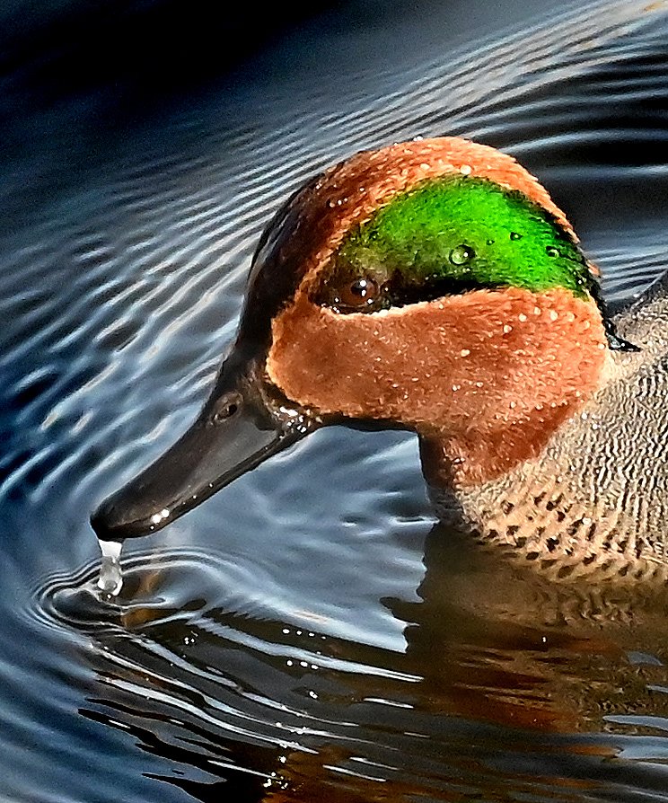 Green-winged Teal  