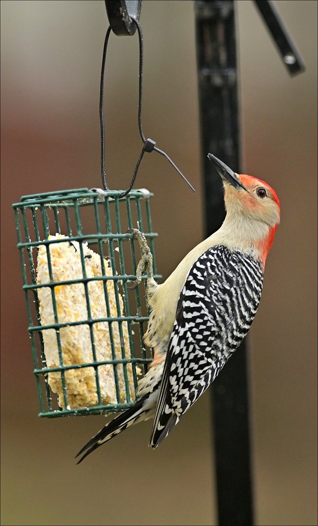 Red-bellied Woodpecker  