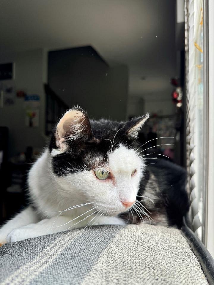 Card 26 " Something in Black & White" 