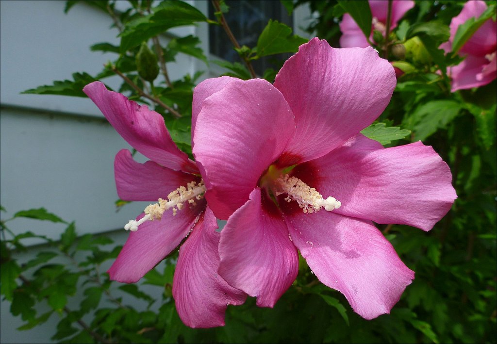 Lumix Camera Test
