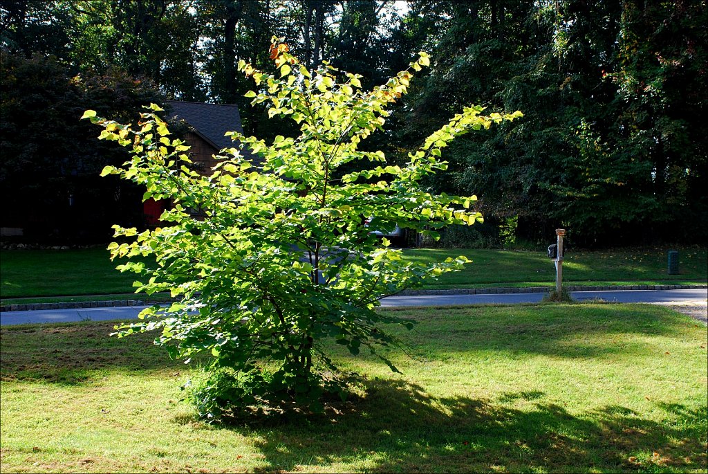Redbud