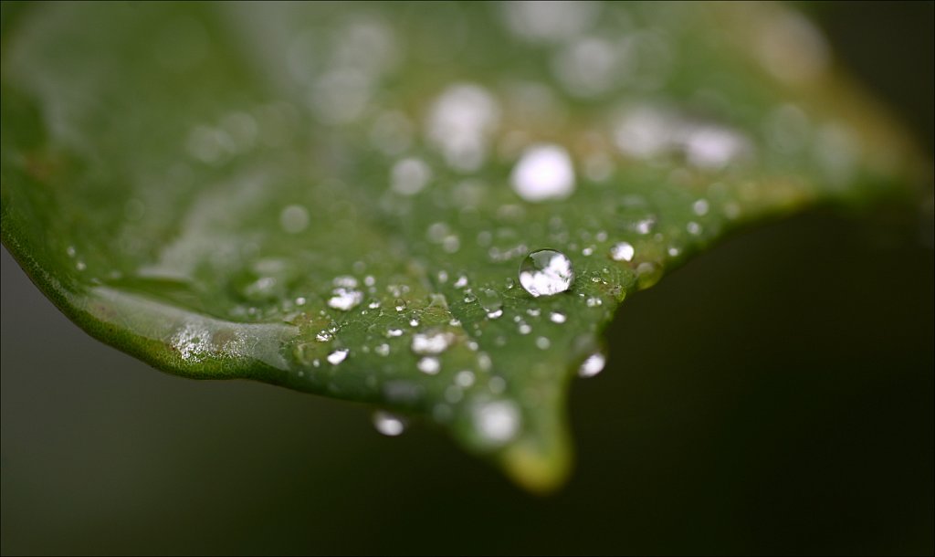 Raindrops