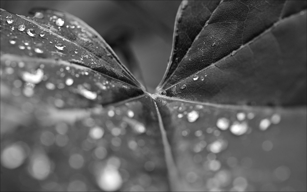 Raindrops