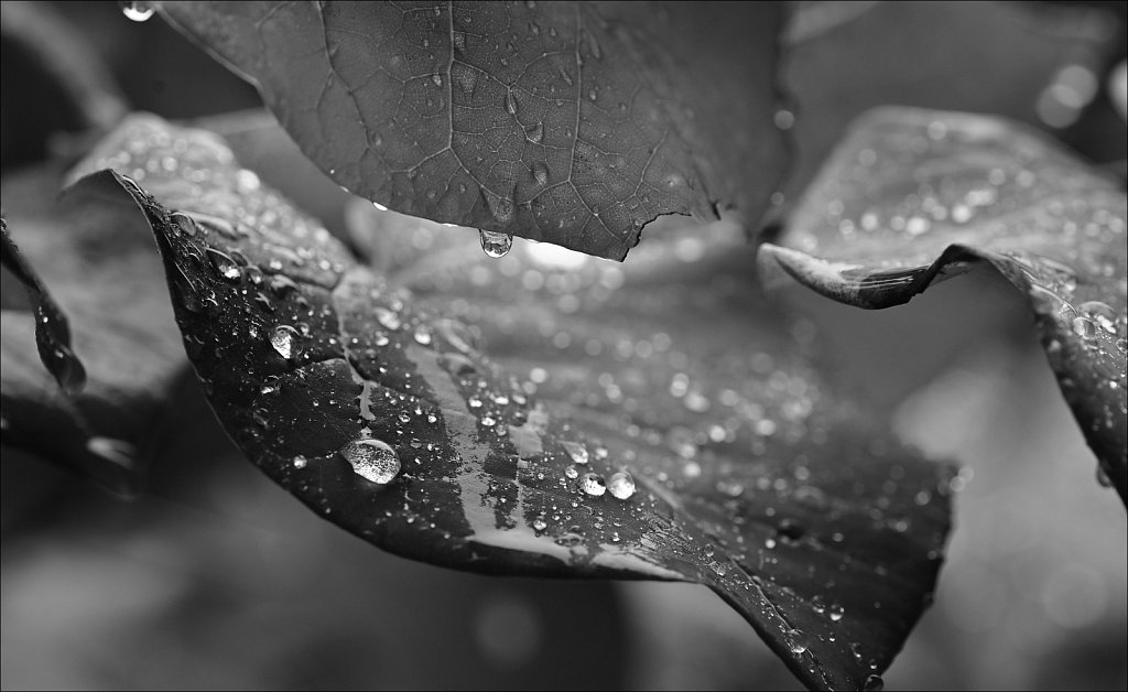 Raindrops