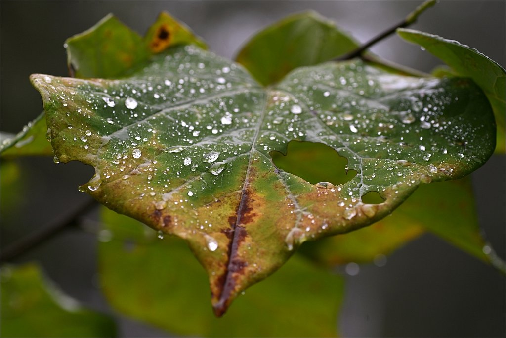 Raindrops