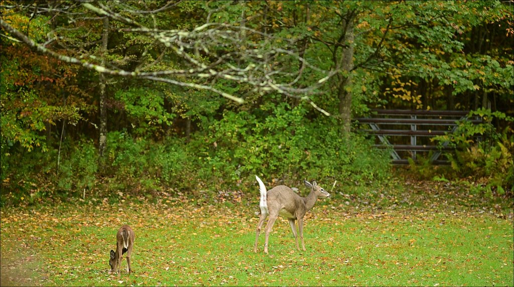 Fall 2024 Upstate NY