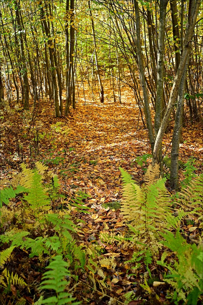 Fall 2024 Upstate NY