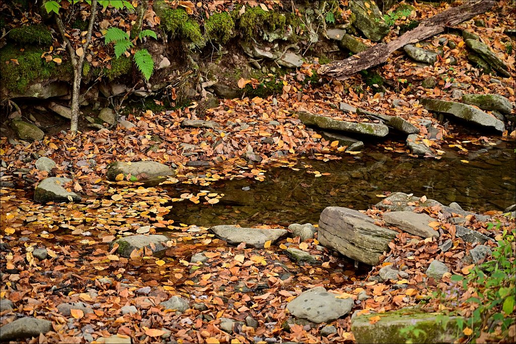 Fall 2024 Upstate NY