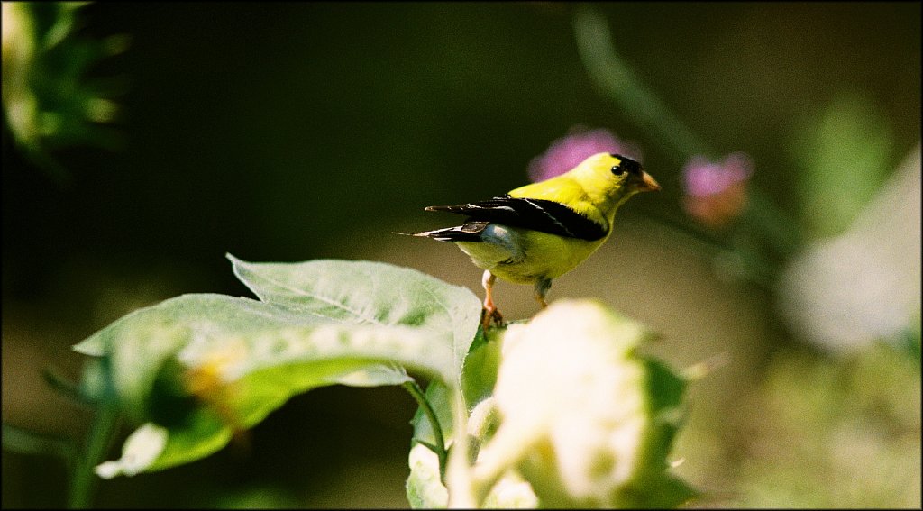 Birds of New Jersey