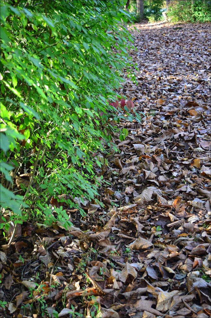 Stephens State Park