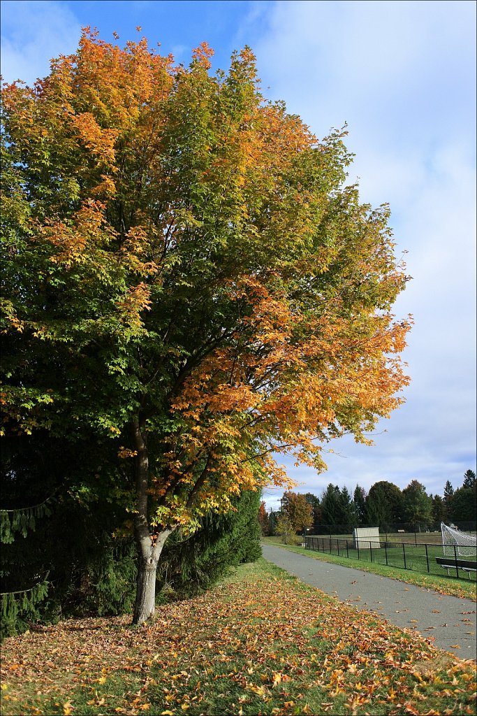 Turkey Brook Park