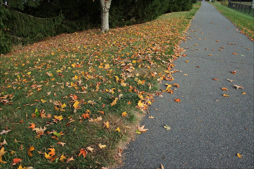 Turkey Brook Park