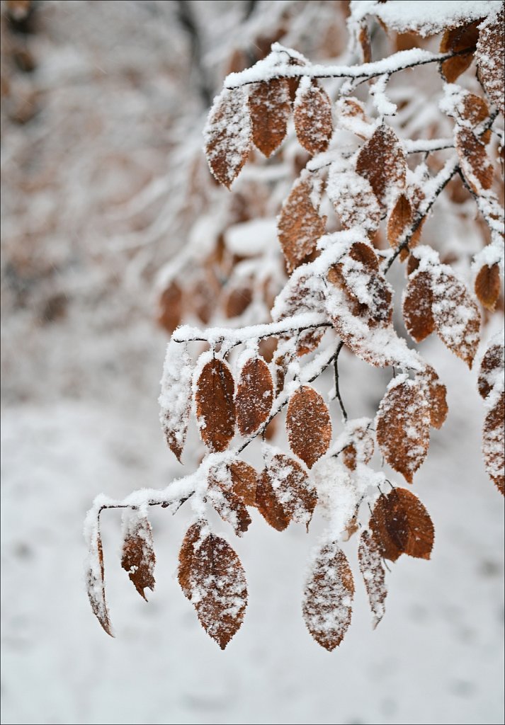 1st Snow of Season