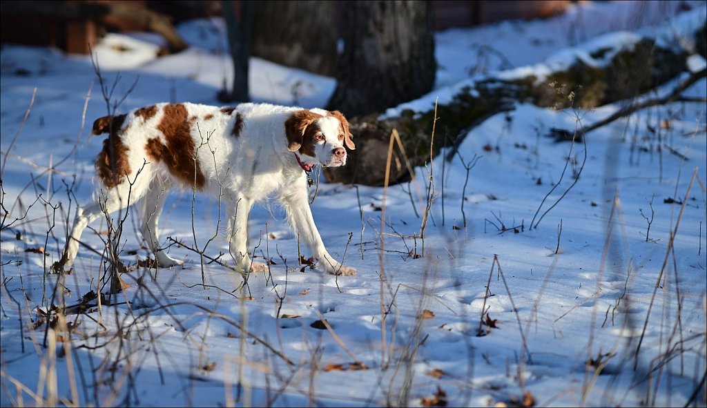 Sir Copper of Camelot