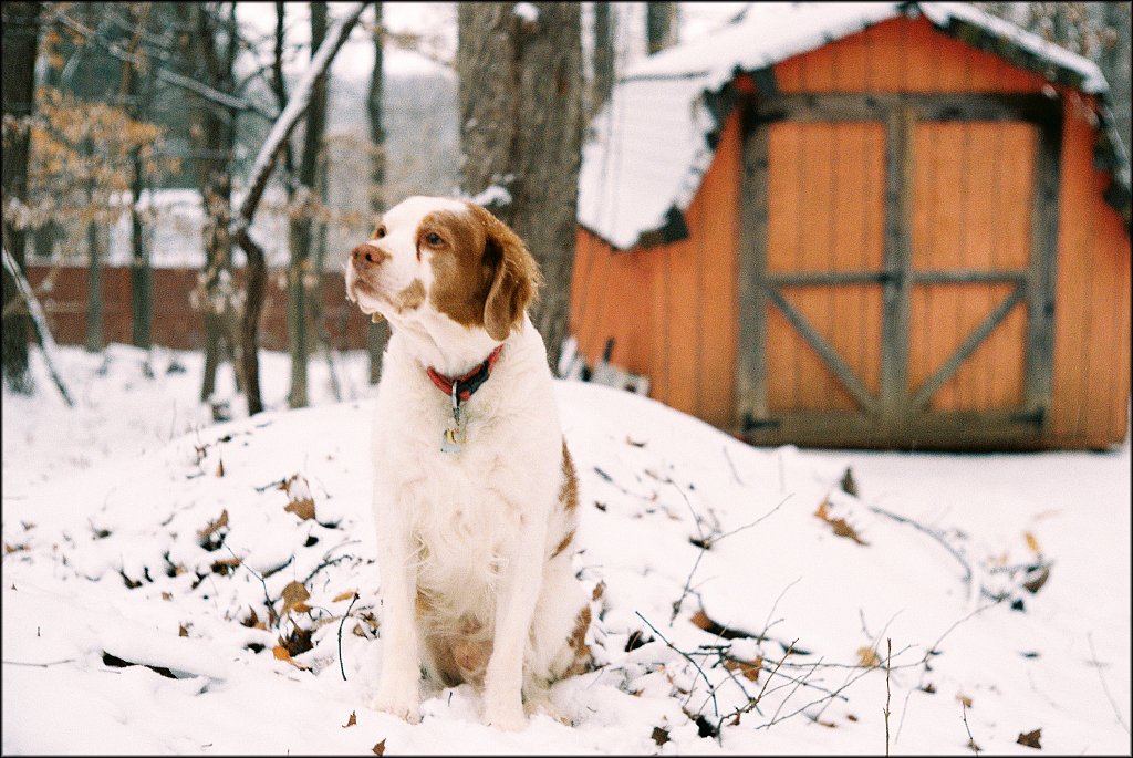 Leica
