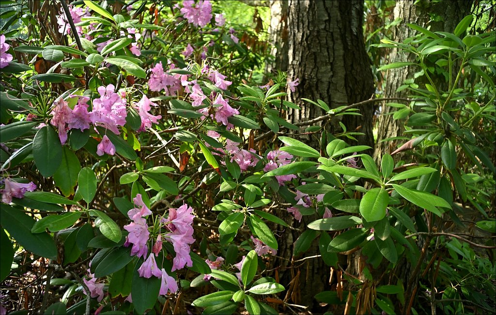 Rhododendron