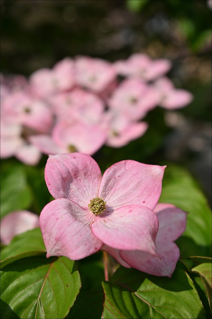 Japanese Dogwood