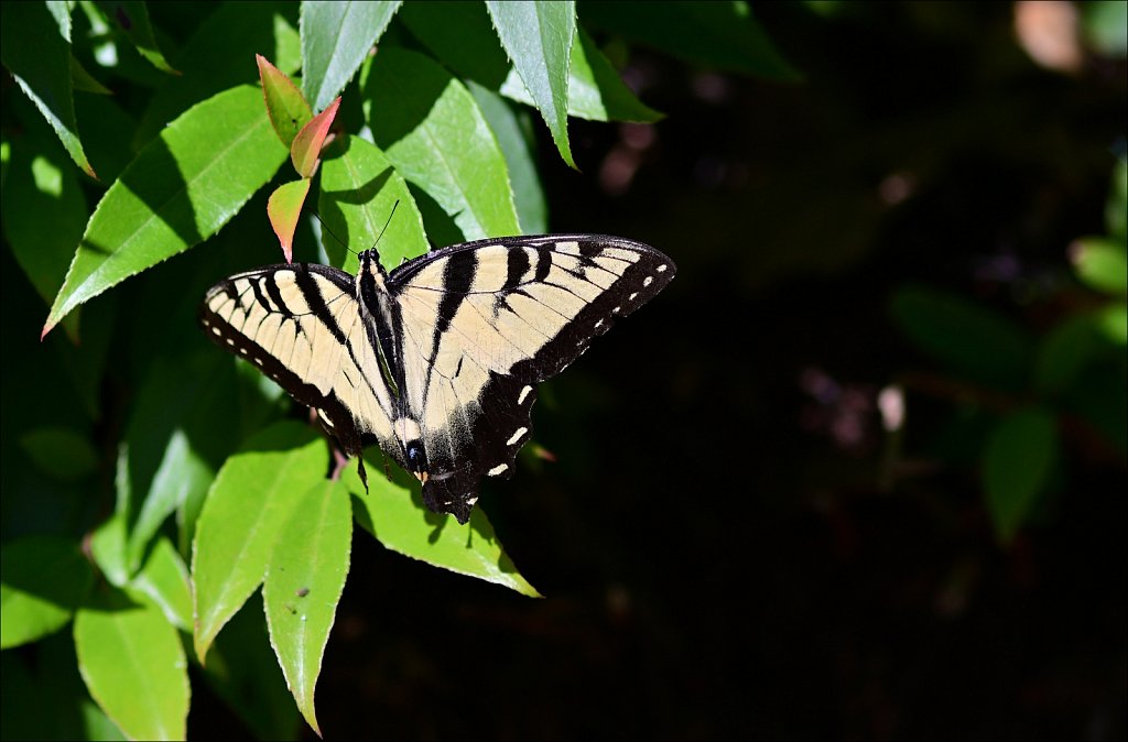 Eastern Tiger Swallowtail