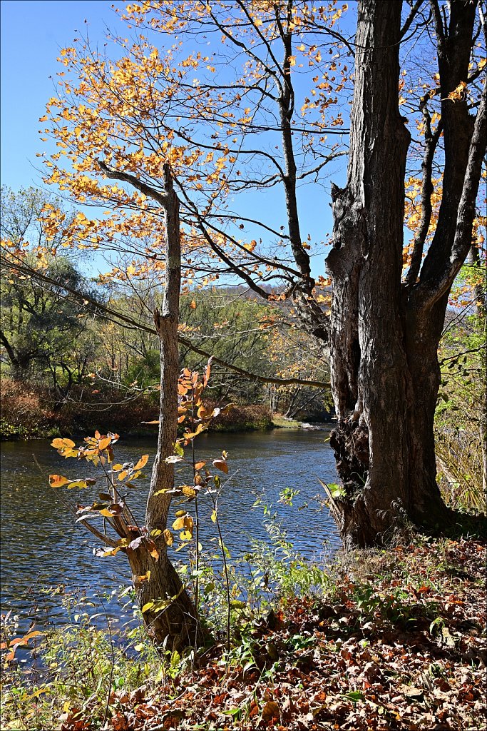 Riverside Park along The Willowemuc 